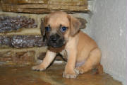 img_2154puppya.jpg