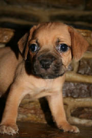 img_2158puppyb.jpg