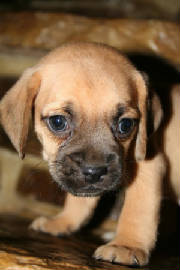 img_2162puppyc.jpg